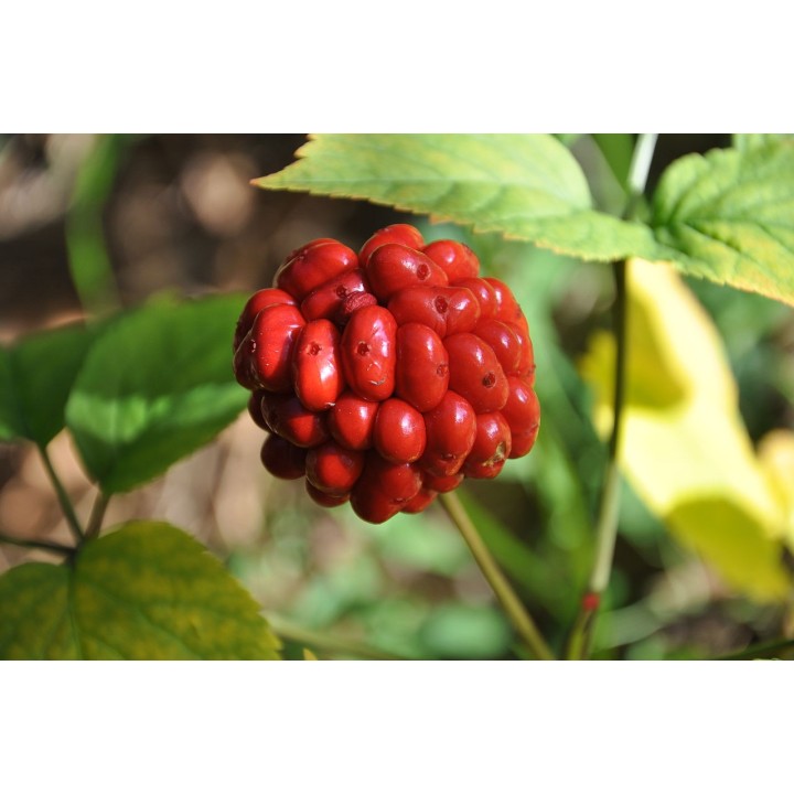 Ginseng - Graines