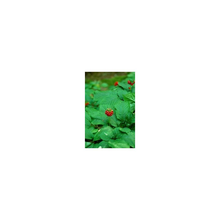 Ginseng - Graines