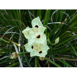 Dietes bicolor - Graines