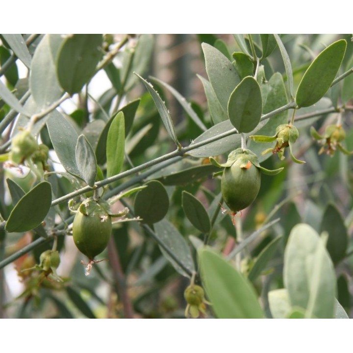 Jojoba - Plante