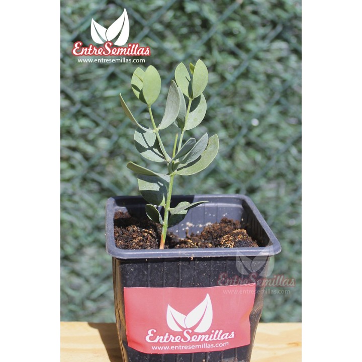Jojoba - Plante