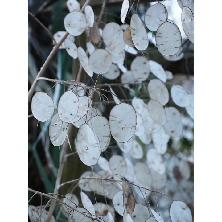 Lunaire annuelle - Graines