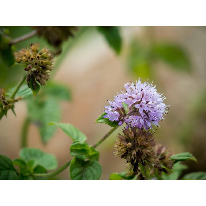 Menthe aquatique - Graines