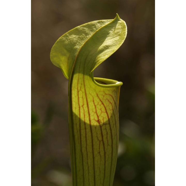 Sarracenia flava - Graines