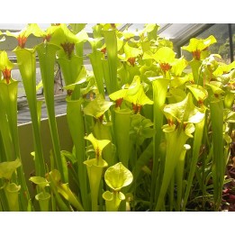Sarracenia flava - Graines
