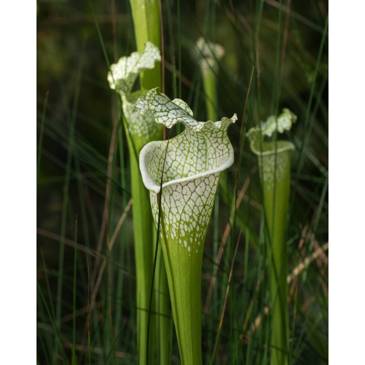 Sarracenia leucophylla - Graines
