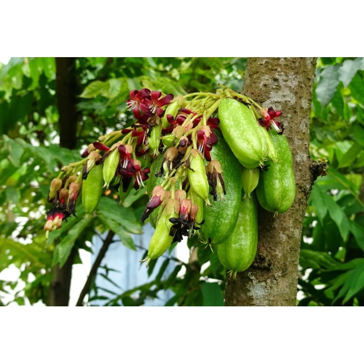 Bilimbi - Graines