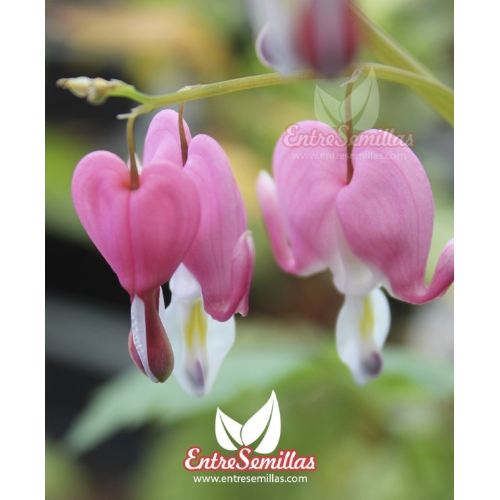 Semillas de Flor del corazón Dicentra spectabilis Lamprocapnos Comprar Corazón sangrante