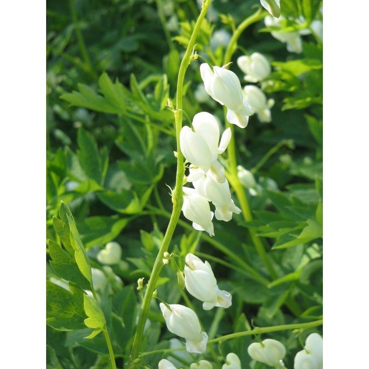 Cœur-de-Marie blanc - Graines
