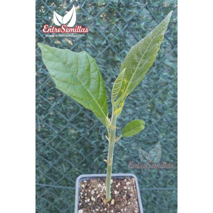 Arbre à pain - Plante
