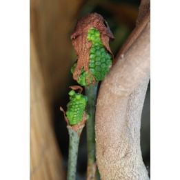 Arisaema consanguineum