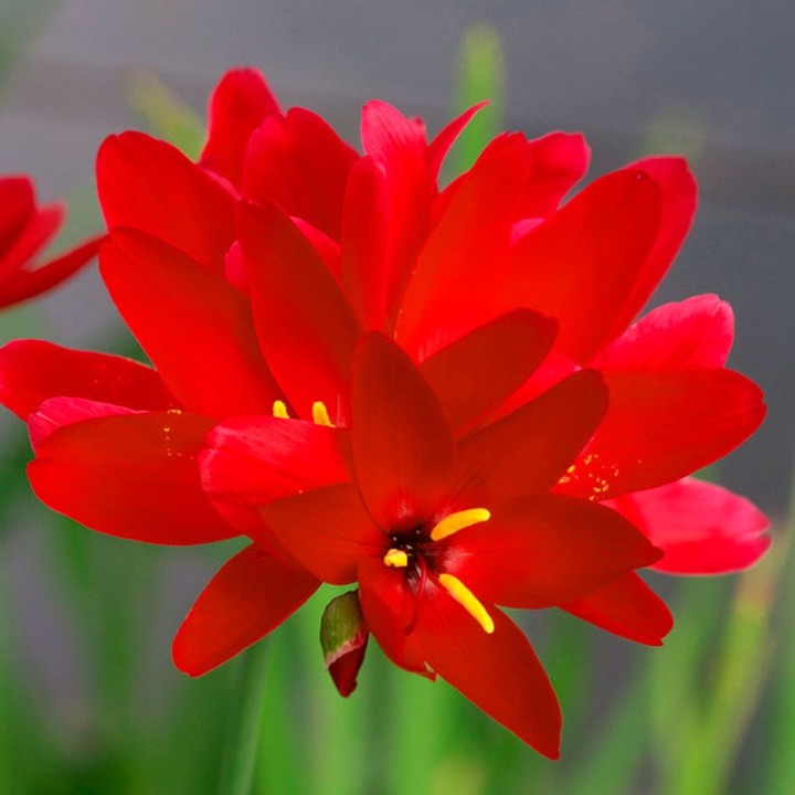 Geissorhiza inflexa - 10 semillas