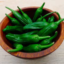 Piment Shishito - Graines