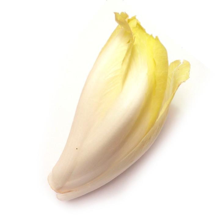 Chicorée endive - Graines