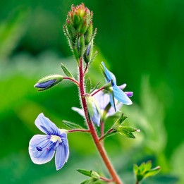 Véronique officinale - Graines