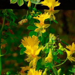 Capucine jaune Fleur des Canaries - Graines
