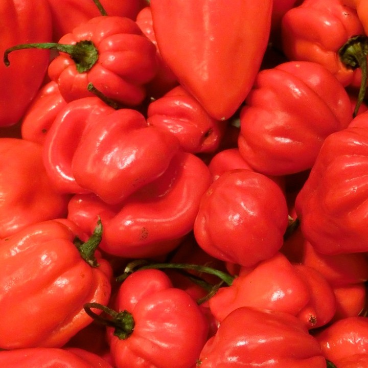 Piment Habanero rouge - Graines
