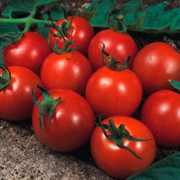 Tomate Alicante - Graines