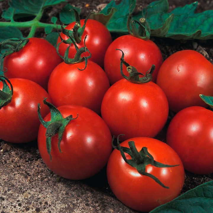 Tomate Alicante - Graines