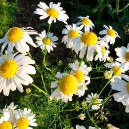 Camomille matricaire - Plante