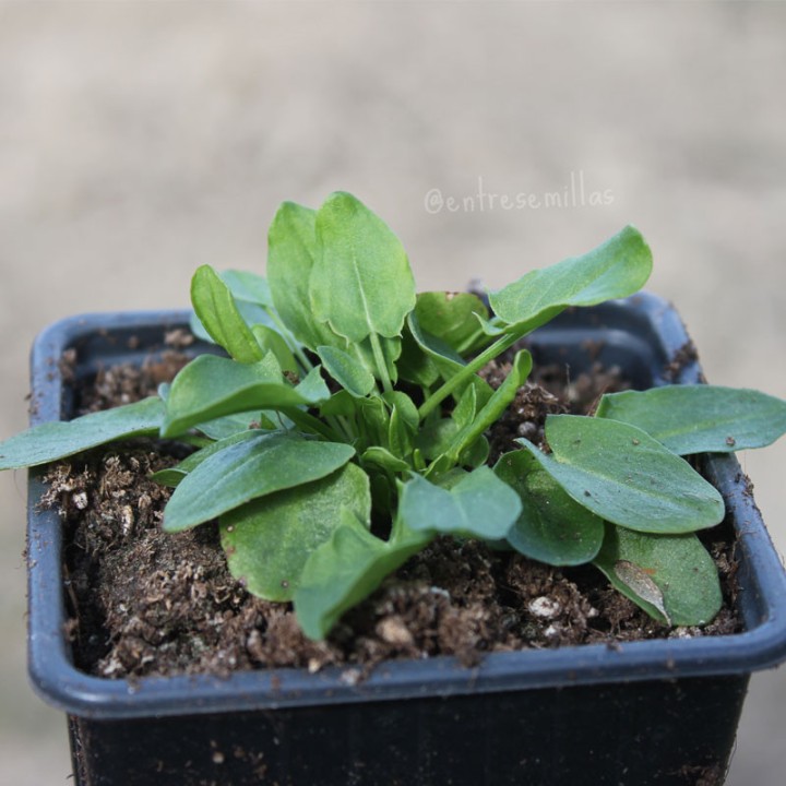 Oseille commune - Plante