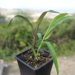 Larmes de Job - Plante