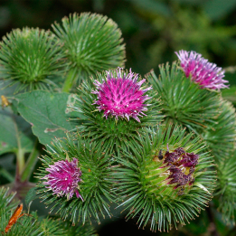 Bardane - Plante