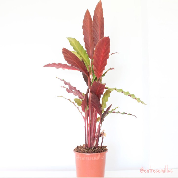 Calathea - Plante