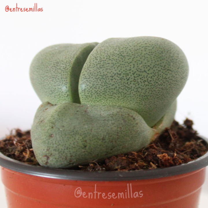 Pleiospilos nelii - Plante