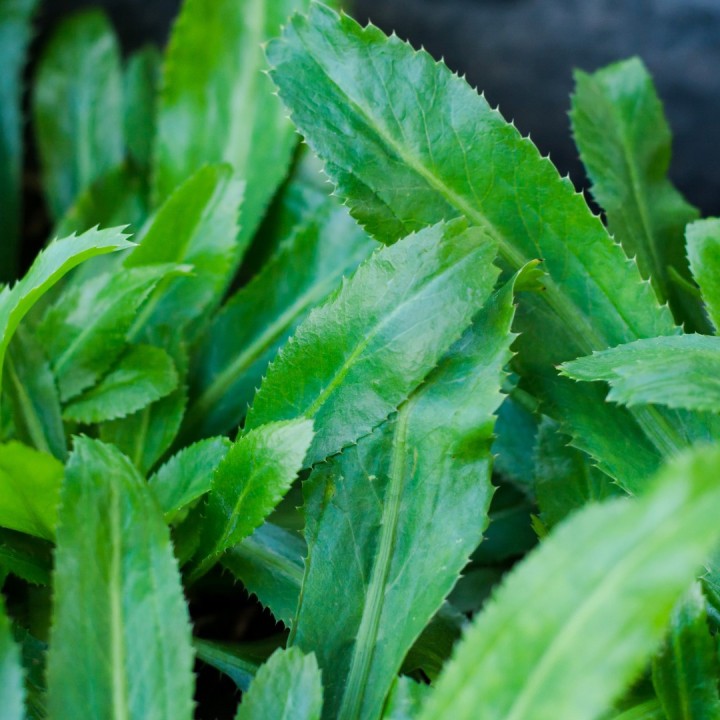 Culantro - Plante