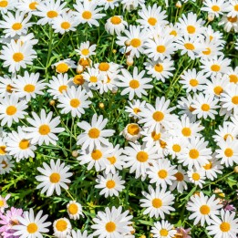 Marguerite commune - Graines