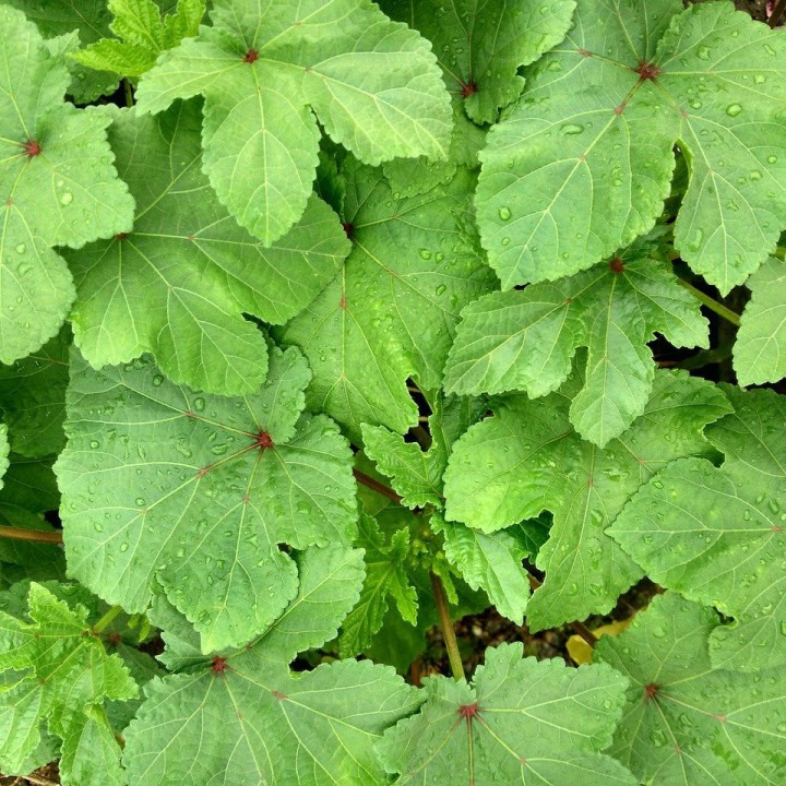 Okra Quimbombo - Graines