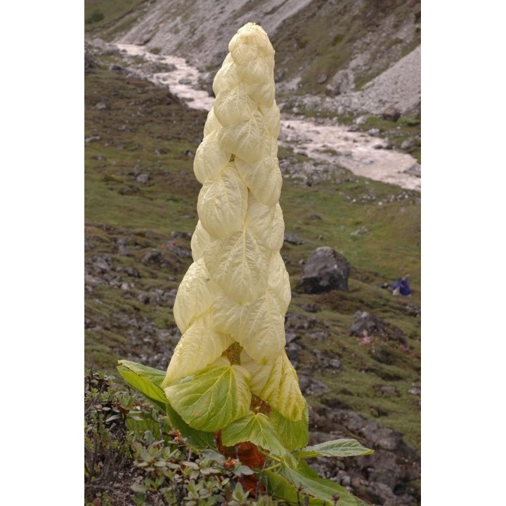 semillas de rheum nobile planta rara y exotica chuka