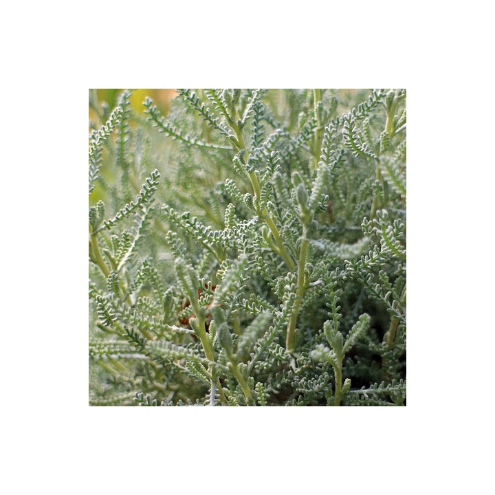 Semillas de Abrótano hembra (Santolina chamaecyparissus)