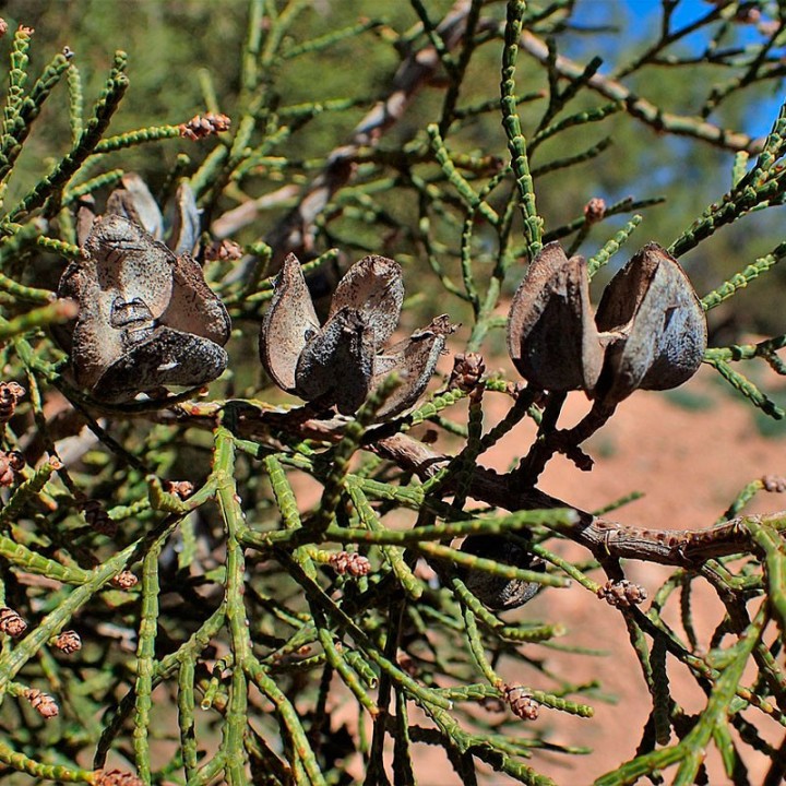 Semillas de Araar (Tetraclinis articulata) | Tienda de semillas