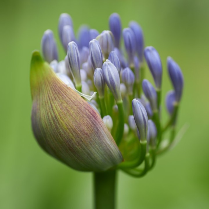 Semillas de Agapantos (Agapanthus africanus) Lirio de África Lirio del Nilo