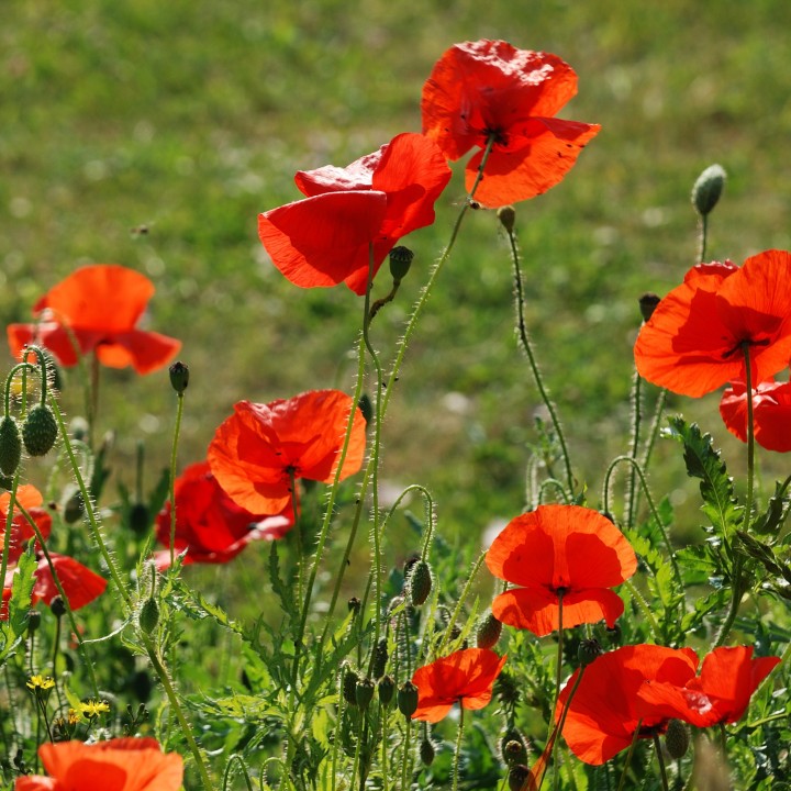 Coquelicot rouge - Graines