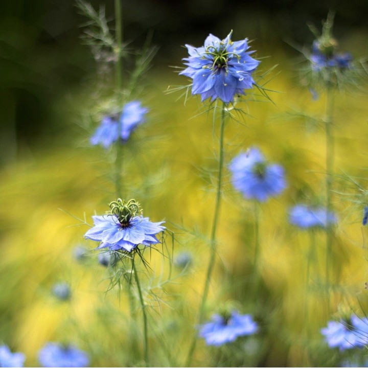 Nigelle de Damas - Graines