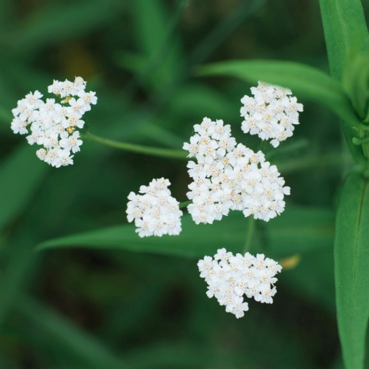 Achillée millefeuille - Graines