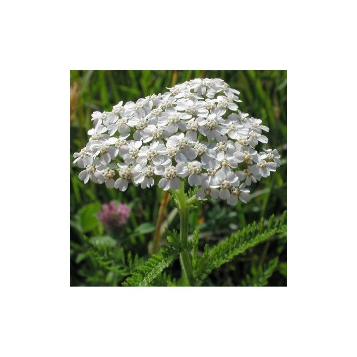 Achillée millefeuille - Graines