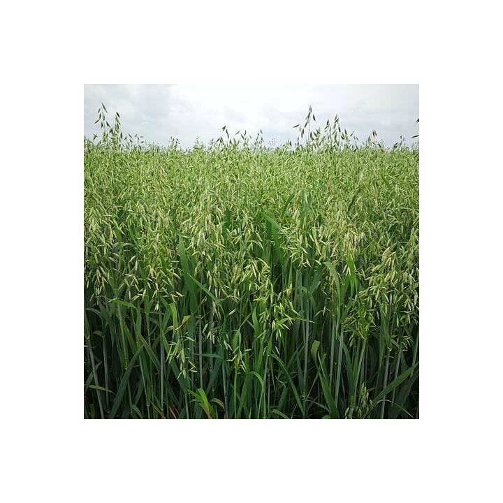 Avoine - Graines