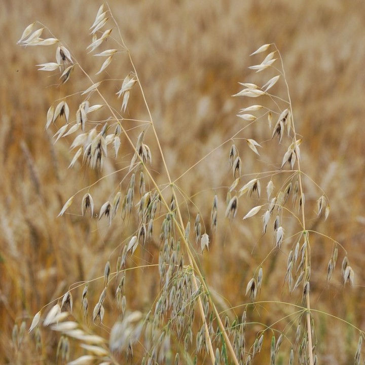 Avoine - Graines