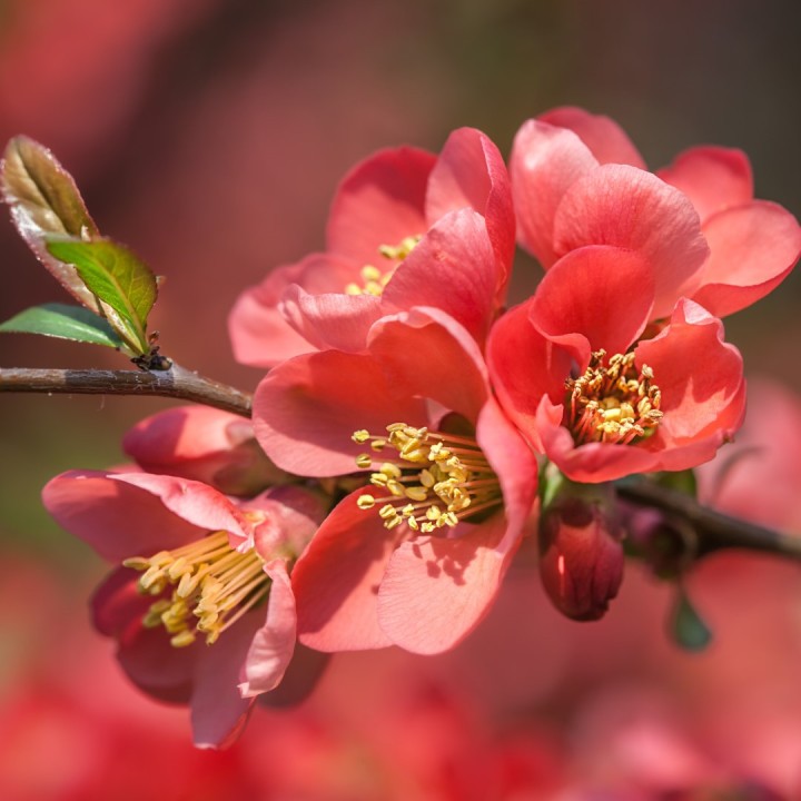 Cognassier du Japon - Graines de Chaenomeles japonica