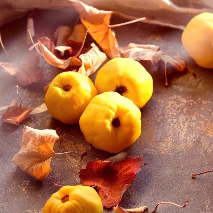 Cognassier du Japon - Graines de Chaenomeles japonica