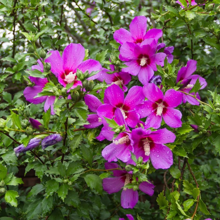 Semillas de hibiscus syriacus altea de siria hibisco pacifico