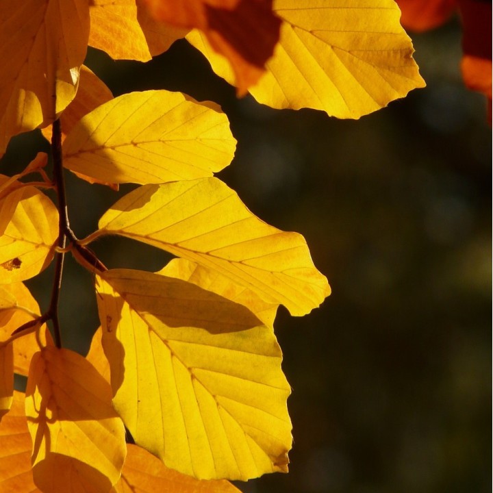 Semillas de Haya común (Fagus sylvatica)