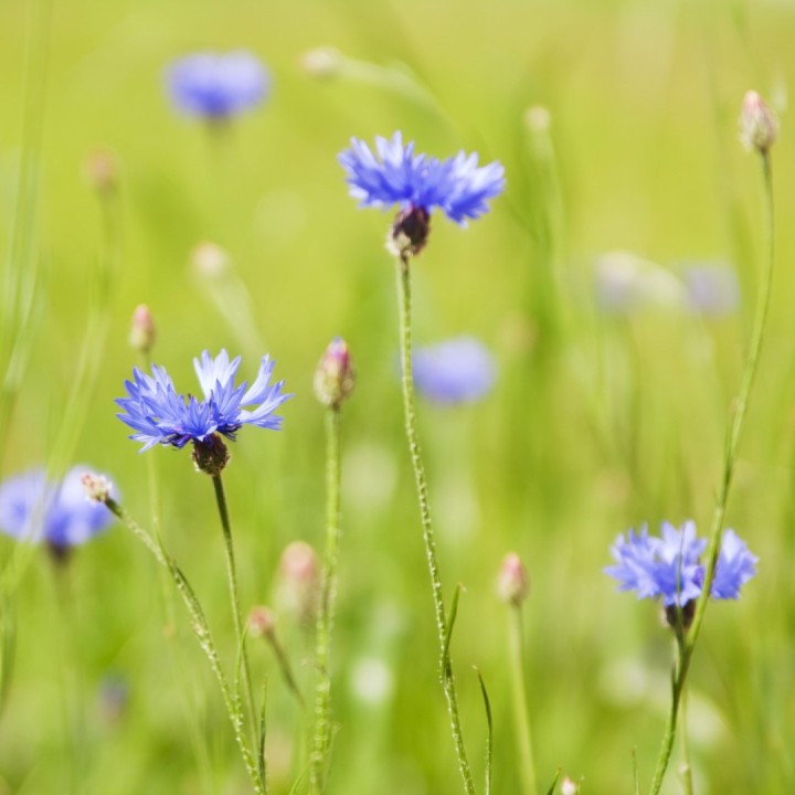 Bleuet bleu - Graines