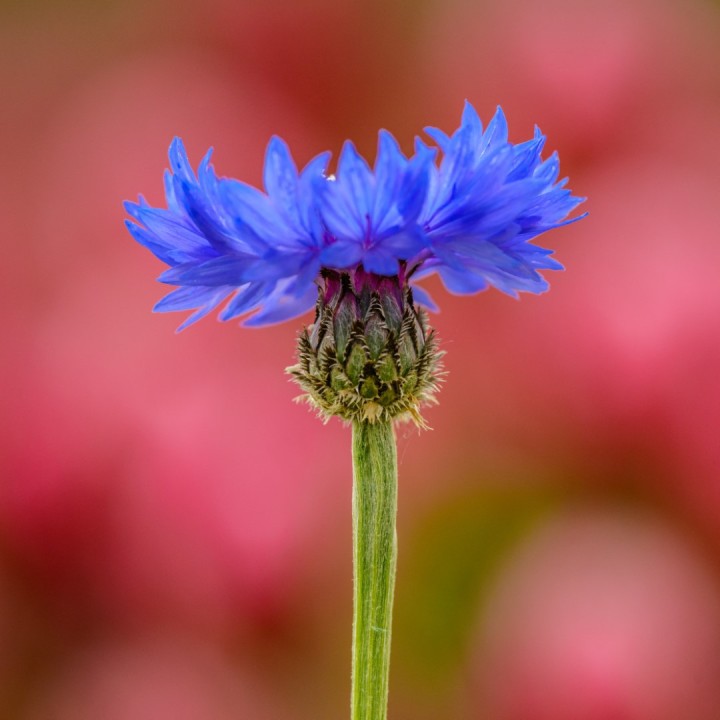 Bleuet bleu - Graines