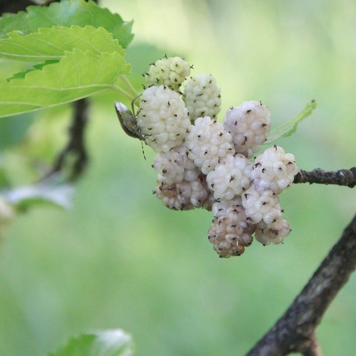 Mûrier blanc - Graines