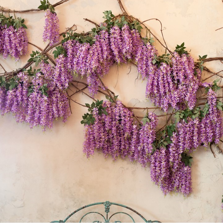 Glycine de Chine - Graines